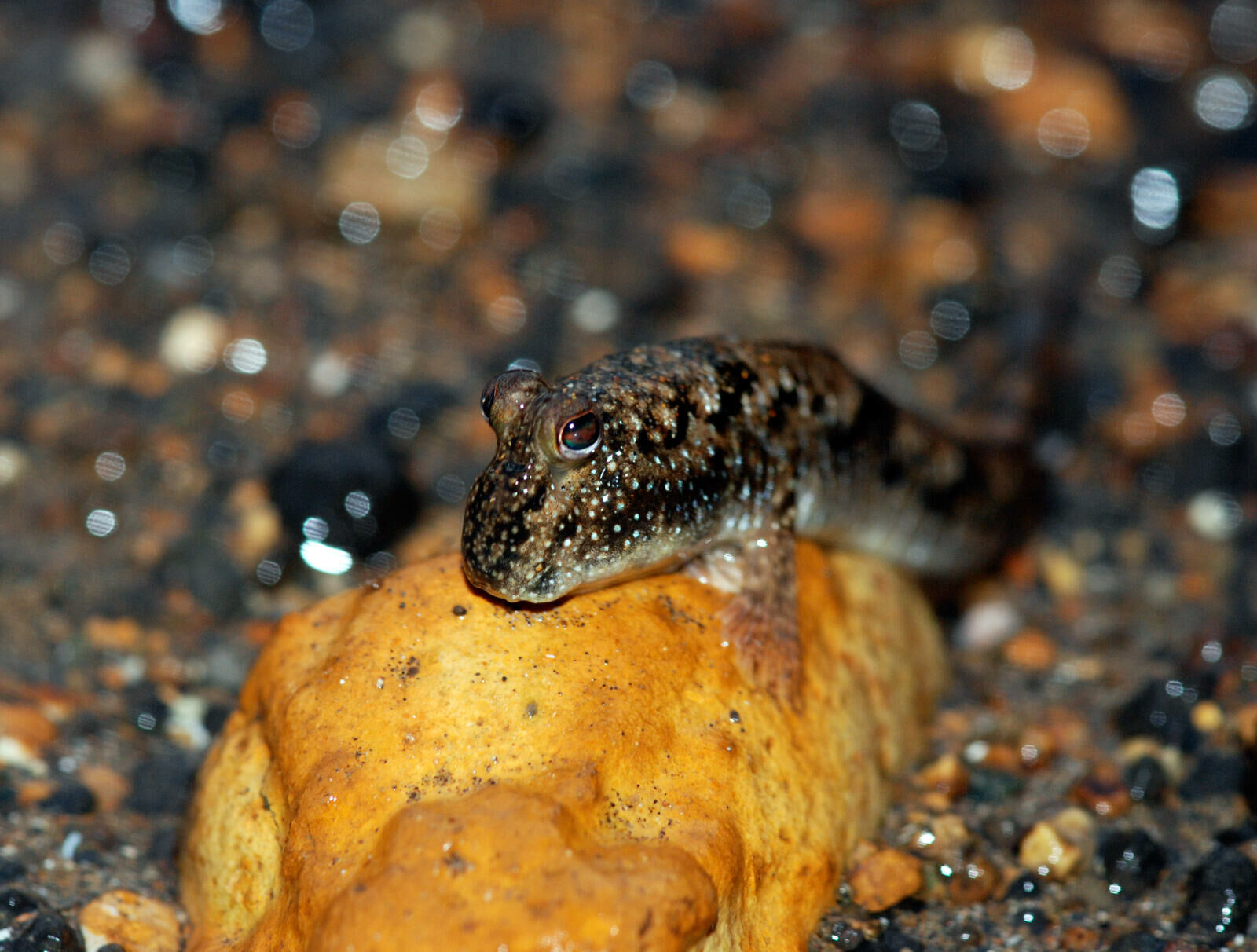 Imagem do Mudskipper